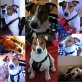 Jerry, Jack-Russell-Terrier - Rüde
