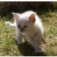 Jerry-Lee-Lewis/ Juliette, Heilige Birma - Kater