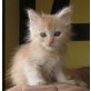 Jerry Lee, Maine Coon - Kater