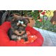 Jerry-Lee, Yorkshire Terrier Welpen - Rüde