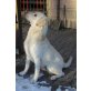 Jerry-Lee vom Haselgrund, Labrador Retriever - Rüde