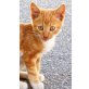 Jerry, Mischling - Kater