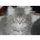 Jerry, Perser - Kater