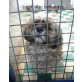 Jerry, Shih Tzu - Rüde