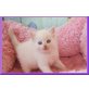 Jerzy - Joey und Johnny, Ragdoll - Kater