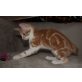 Jess, Roter Babykater - Kater