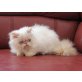 Jesscor`s Mambo Nr 5 , Perser - Kater