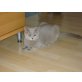 Jesse, Britisch Kurzhaarkatze - Katze