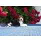 Jessi, Beagle - Hündin