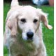Jessica 6, Golden Retriever-Hündin - Hündin