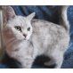 Jessica, Britisch Kurzhaarkatze - Katze