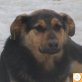 Jessica, Schäferhund Mischling - Hündin