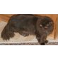 Jessrou of hte goldensunrise, Perser in Chocolate und Lilac - Kater