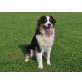 Jessy, Australian Shepherd Dog - Hündin