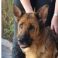 Jessy, Deutscher Schäferhund - Hündin
