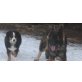 Jessy, Deutscher Schäferhund - Hündin