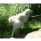 Jessy, Golden Retriever - Rüde