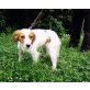 Jessy, Jagdhundmischling Welpen - Hündin