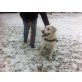 Jessy, Labrador - Hündin