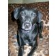 Jessy, Minilabi-Pinscher - Hündin