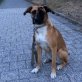 Jessy  ist ein absoluter Glücksgriff, Nette Mischlingshündin - Hündin