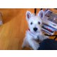 Jessy of Forest County, West Highland White Terrier - Hündin