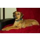 Jester, Pinscher-Mix - Rüde