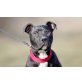 Jetro , PitbullMischling? Jetro Welpen - Rüde