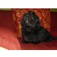 Jewels shine of sweet little lions, Shih Tzu Welpen - Hündin