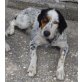 Jeyla, English Setter - Hündin