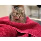 Jill, Mischling - Katze