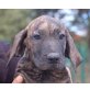 Jill, dt. Boxer - Jagdhund Mix - Hündin