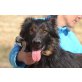 Jill, fantastischer Familienhund - Rüde