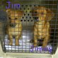 Jim, Mix - Rüde