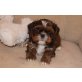 Jim, Shih Tzu Welpen - Rüde