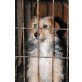 Jim, Traumhund sucht Traumplatz - Rüde