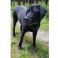 Jimbo, Labrador-Mischling - Rüde
