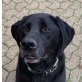 Jimbo, Labrador-Mix groß - Rüde