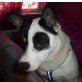 Jimini, Pinscher-Spitz-Mischlingsrüde - Rüde