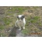 Jimm, Border-Collie - Rüde