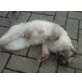 Jimmy, Balinese - Kater