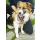 Jimmy, Border- Collie- Mischling - Rüde