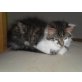 Jimmy, EKH-Waldkatze - Kater