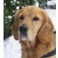 Jimmy, Golden Retriever-Spaniel-Mischling - Rüde