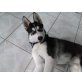 Jimmy, Husky - Rüde