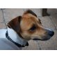 Jimmy, Jack-Russell-Terrier - Rüde