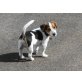 Jimmy, Jack-Russell-Terrier - Rüde
