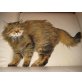 Jimmy, Jimmy - Kater