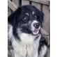 Jimmy, Jungspund sucht aktive Familie - Rüde
