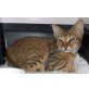 Jimmy, Mischling - Kater